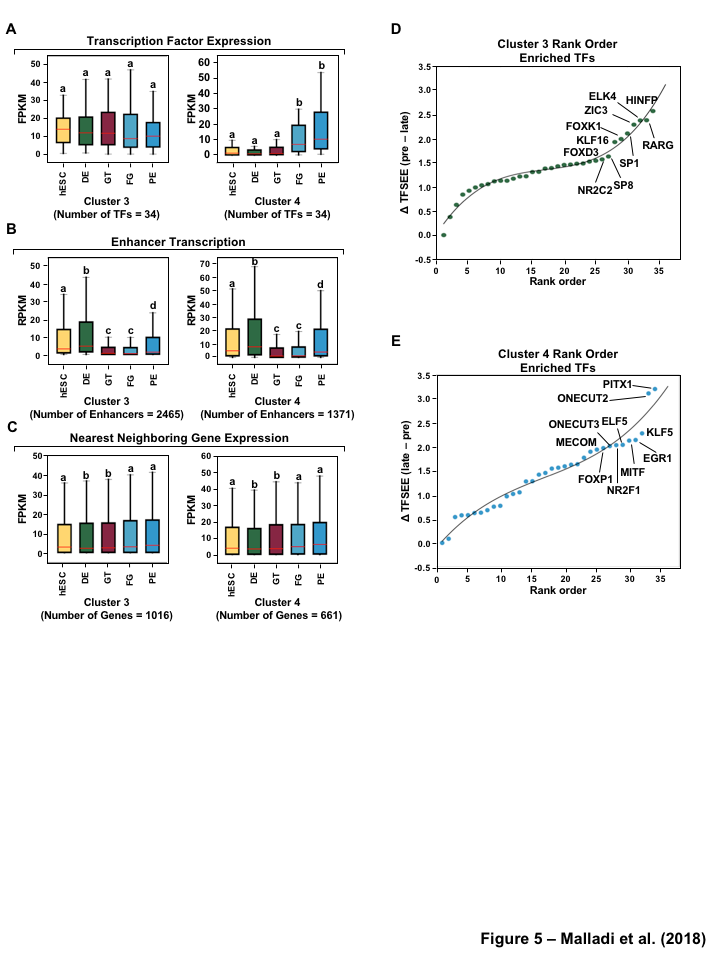 Figure 5: TFSEE-Predicted TFs are enriched in pre- and late- pancreatic differentiation. (A-C) Box plots of normalized TF expression (panel A), enhancer transcription (panel B), and gene expression for the nearest neighboring genes to active enhancers (panel C) in pre- (cluster 3) and late-pancreatic (cluster 4) differentiation across the different cell types. Bars marked with different letters are significantly different from each other (Wilcoxon rank sum test). hESC (human embryonic stem cell); DE (definitive endoderm); GT (primitive gut tube); FG (posterior foregut); PE (pancreatic endoderm). (A) TFs identified in cluster 3 by TFSEE show equal expression across differentiation. While, cluster 4 highlights TFs highly expressed in FG and PE. TF expression as measured by RNA-seq. Number of TFs in each cluster are in parenthesis. (p \lt 1 \times 10^{-4}) (B) Enhancer transcription as measured by GRO-seq. Number of enhancers in each cluster are in parenthesis. p \lt 1 \times 10^{-4}). (C) Gene expression as measured by RNA-seq. Number of genes in each cluster are in parenthesis. (p \lt 0.05) (D and E) Rank order of TFs enriched in the Cluster 3 and the Cluster 4 identified using TFSEE. The top ten TFs in each Cluster are noted.