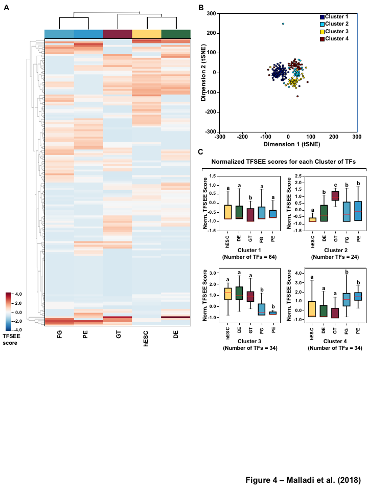 Figure 4: TFSEE identifies cell type-specific enhancers and their cognate TFs that drive gene expression during pancreatic differentiation. (A) Unsupervised hierarchical clustering of cell type-normalized TFSEE scores shown in a heatmap representation. hESC (human embryonic stem cell); DE (definitive endoderm); GT (primitive gut tube); FG (posterior foregut); PE (pancreatic endoderm). (B) Biaxial t-SNE clustering plot of cell type-normalized TFSEE scores showing evidence of four distinct clusters, each point represents an individual TF. (C) Box plots of normalized TFSEE score for clusters identified in pancreatic differentiation (panel B), number of TFs are indicated in each cluster. Bars marked with different letters are significantly different (Wilcoxon rank sum test, p \lt 1 \times 10^{-4}). Cluster 1, TFs associated with early (hESC, DE) and late pancreatic differentiation (FG and PE). Cluster 2, TFs associated with GT pluripotency. Cluster 3, TFs associated with pre-pancreatic lineage induction (hESC, DE and GT). Cluster 4, TFs associated with late-pancreatic differentiation (FG and PE).