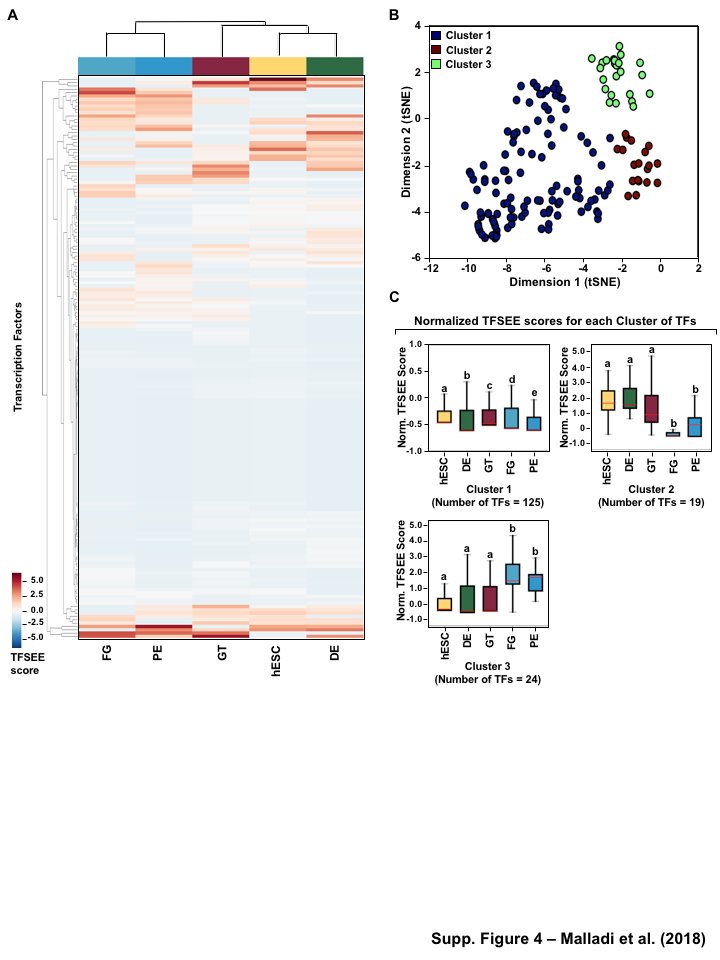 Figure S4: TFSEE defined by histone modifications identifies cell type-specific enhancers and their cognate TFs that drive gene expression in pancreatic differentiation. (A) Unsupervised hierarchical clustering of cell line normalized TFSEE scores shown in a heatmap representation. (B) Biaxial t-SNE clustering plot of cell type-normalized TFSEE scores showing evidence of three distinct clusters, each point represents an individual TF. (C) Boxplots of normalized TFSEE score for clusters identified in pancreatic differentiation. Bars marked with different letters are significantly different from each other (Wilcoxon rank sum test, p \lt 1 \times 10^{-2}). Number of TFs in each cluster are in parenthesis. Cluster 1, TFs associated across pancreatic lineage Cluster 2, TFs associated with pre-pancreatic lineage induction (hESC, DE and GT). Cluster 3, TFs associated with late-pancreatic differentiation (FG and PE).