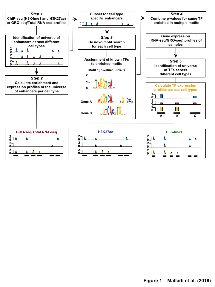 Figure 2: Data Processing for Total Functional Score of Enhancer Elements (TFSEE) Method. The TFSEE method has five data processing steps that are used to identify enhancer location and activity and their cognate transcription factors (TFs). In step 1, epigenomic (ChIP-seq) or the transcriptional (GRO-seq or total RNA-seq) profiles are used to generate a universe of active enhancers across the different constituent cell types. In step 2, TFSEE calculates the enrichment (H3K4me1 and H3K27ac) and eRNA transcription (GRO-seq and total RNA-seq) profiles under all identified active enhancers per cell type. Cell type-specific enhancers are used as input for step 3, where a de novo motif search is performed to identify potential TFs at each enhancer. If a motif is represented multiple times for a given enhancer location, TFSEE combines the probability of that motif into a single p-value in step 4. Step 5 integrates the amount of eRNA transcription (GRO-seq or total RNA-seq) and the expression of the TFs whose motifs were predicted in step 3 and 4 for all cell types, to provide an output of TF expression profiles across every cell type.